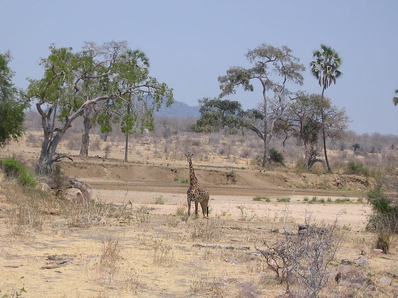 Girafe au Ruaha