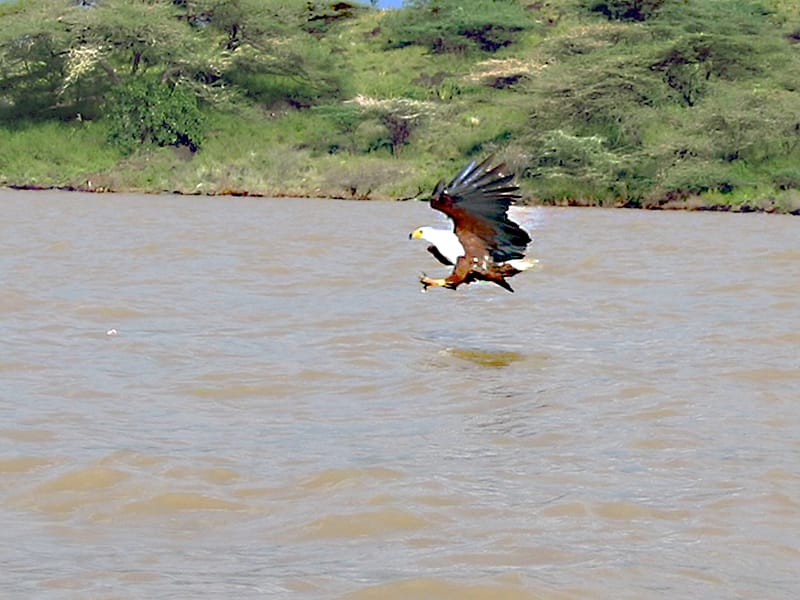 Aigle pêcheur, Selous Tanzanie