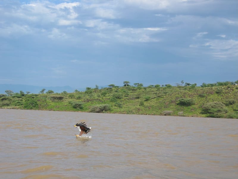 Aigle pêcheur, Selous Tanzanie