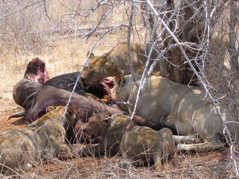 Festin de lions, Tanzanie