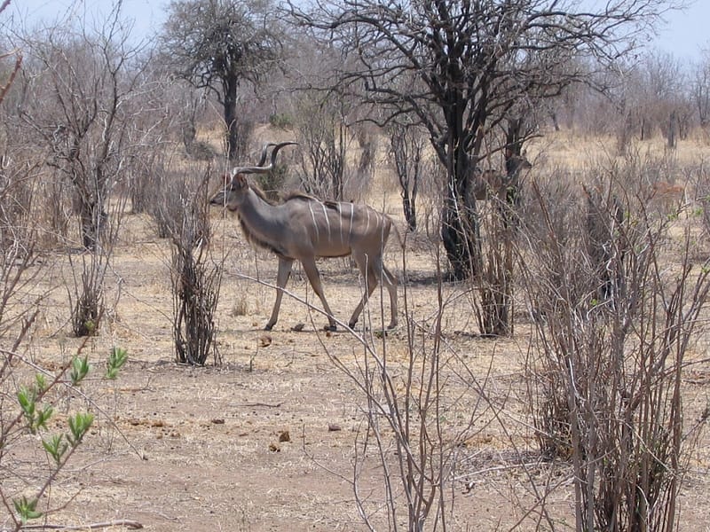 Koudou mâle Tanzanie, Ruaha, Tanzanie