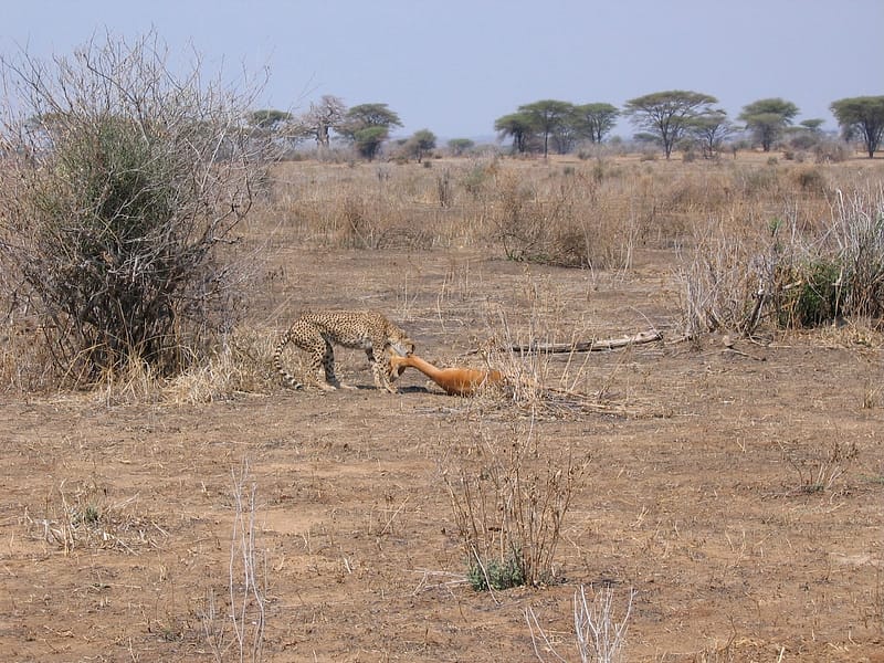 Scène de chasse au Ruaha