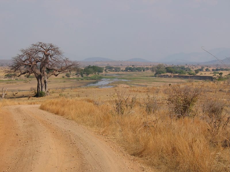 Paysage du Ruaha, saison sèche