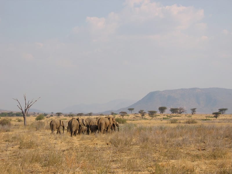 Troupeaux d'éléphants au Ruaha, Tanzanie