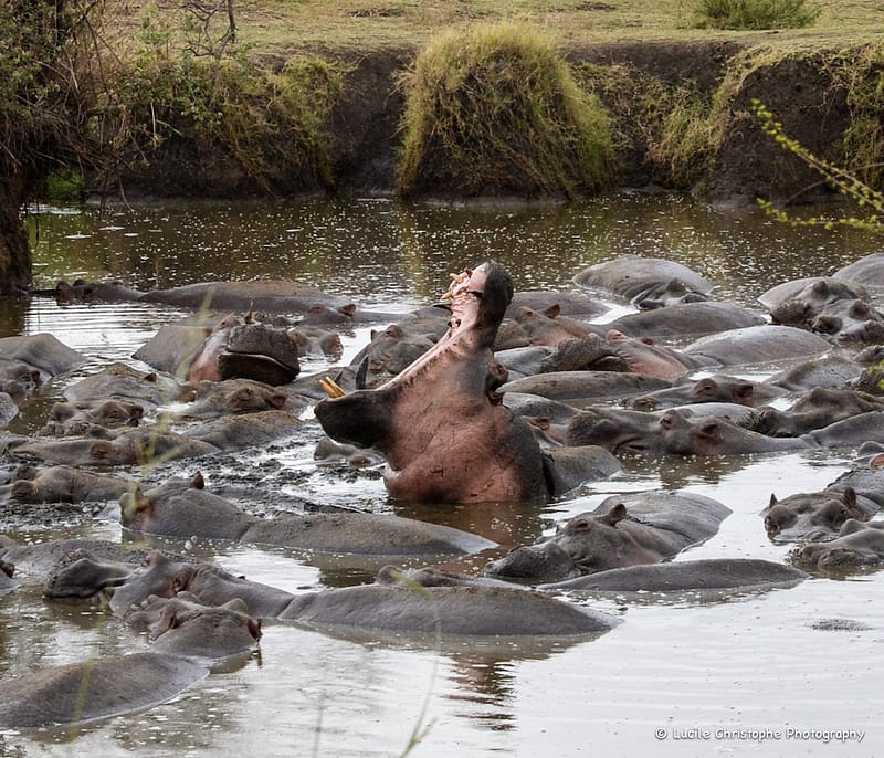 Hippo Pool